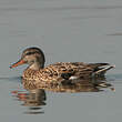 Canard chipeau