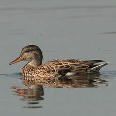 Canard chipeau