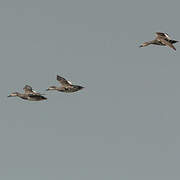 Gadwall