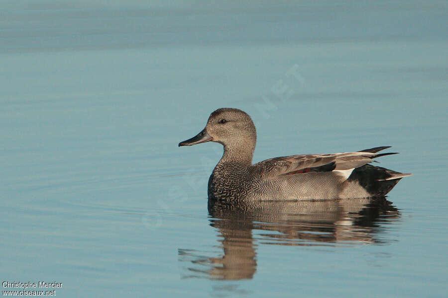 Canard chipeau mâle adulte