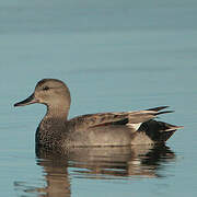 Canard chipeau