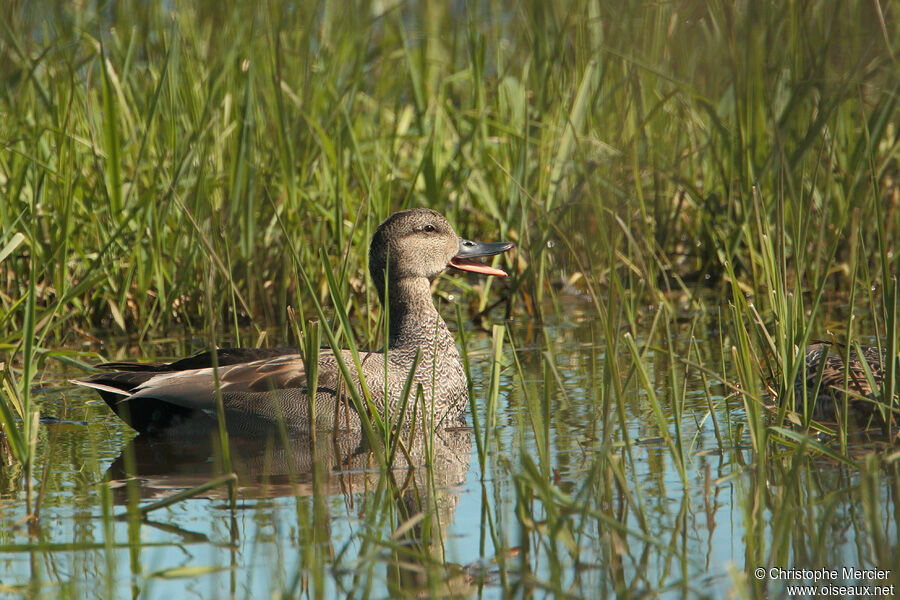 Canard chipeau