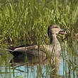 Canard chipeau