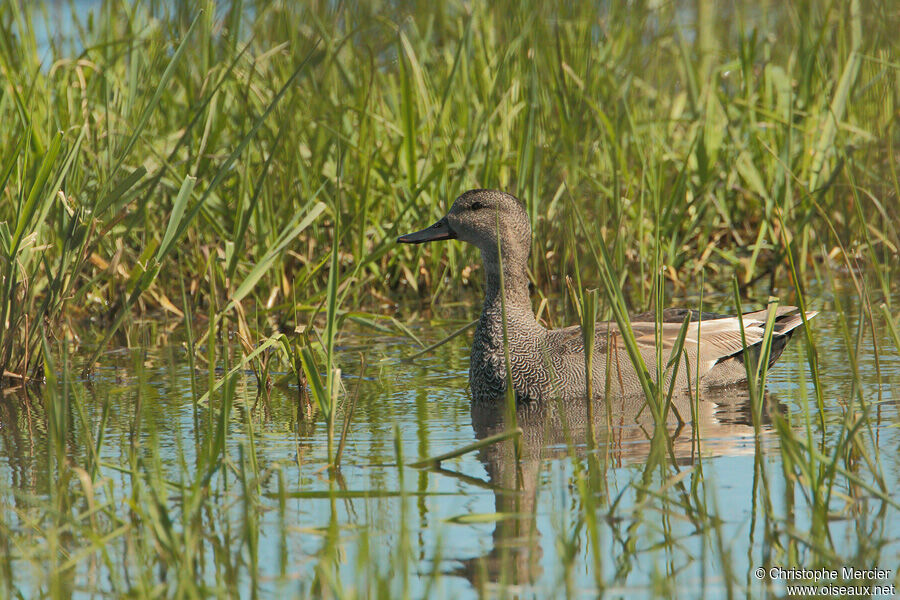 Canard chipeau