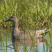 Canard chipeau