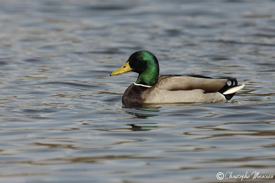 Mallard male, identification