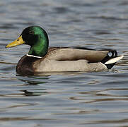 Canard colvert