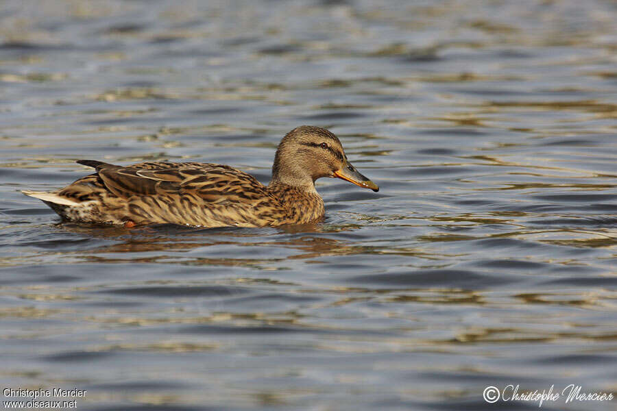 Canard colvert femelle adulte, pigmentation, nage