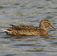 Canard colvert