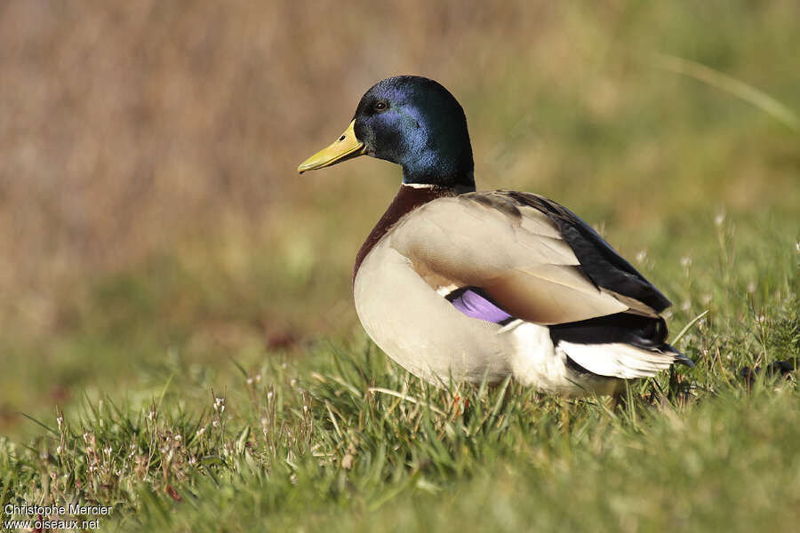 Canard colvert mâle adulte