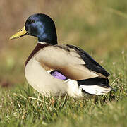 Canard colvert