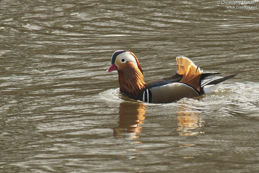 Canard mandarin