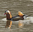 Canard mandarin