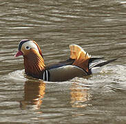 Mandarin Duck