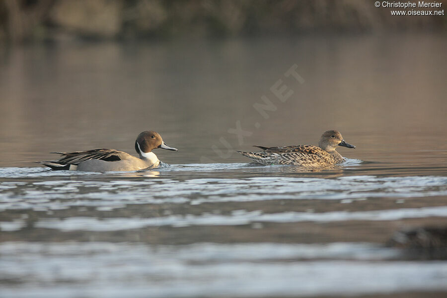 Canard pilet