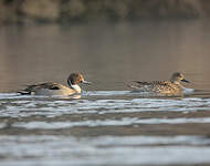 Canard pilet