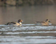 Northern Pintail