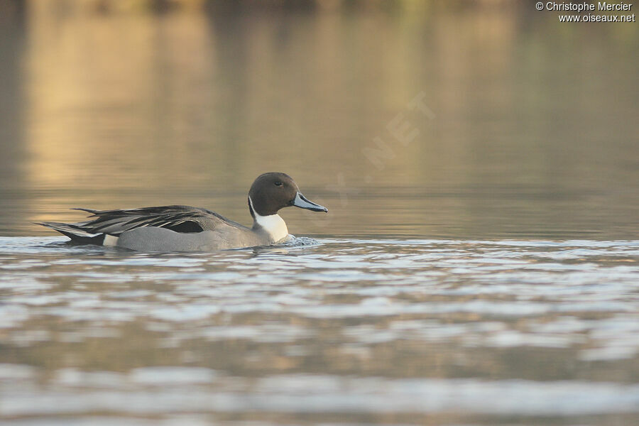 Canard pilet