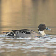 Northern Pintail