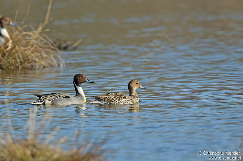 Canard pilet