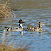 Canard pilet