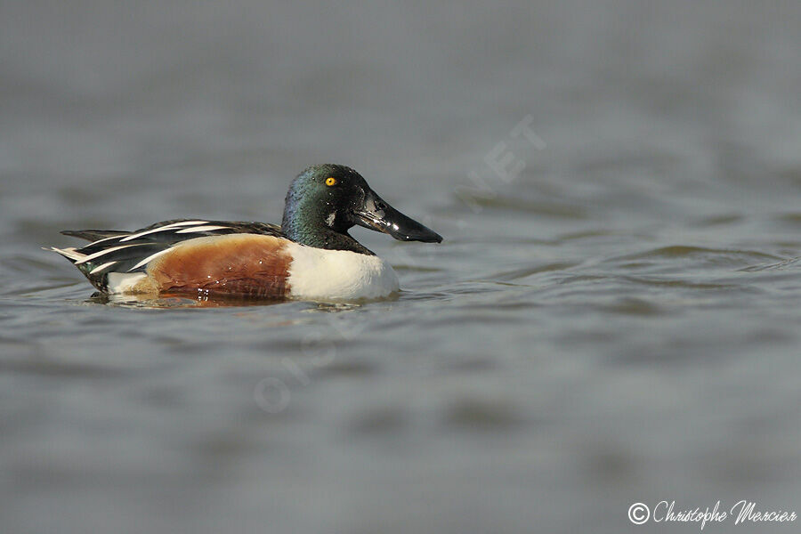 Canard souchet mâle