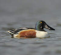 Northern Shoveler