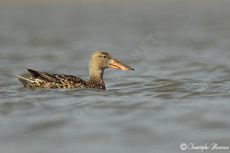 Canard souchet femelle