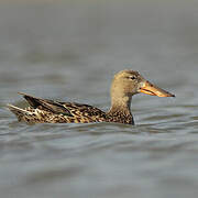 Canard souchet