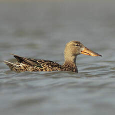 Canard souchet