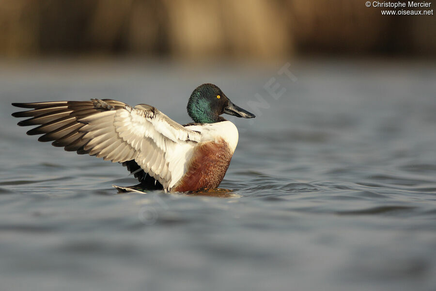 Canard souchet