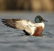 Northern Shoveler