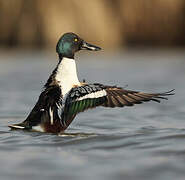 Canard souchet