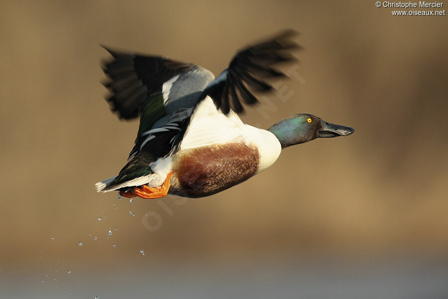 Canard souchet