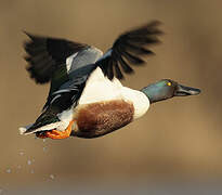 Northern Shoveler