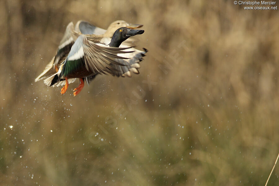 Canard souchet