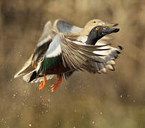 Northern Shoveler