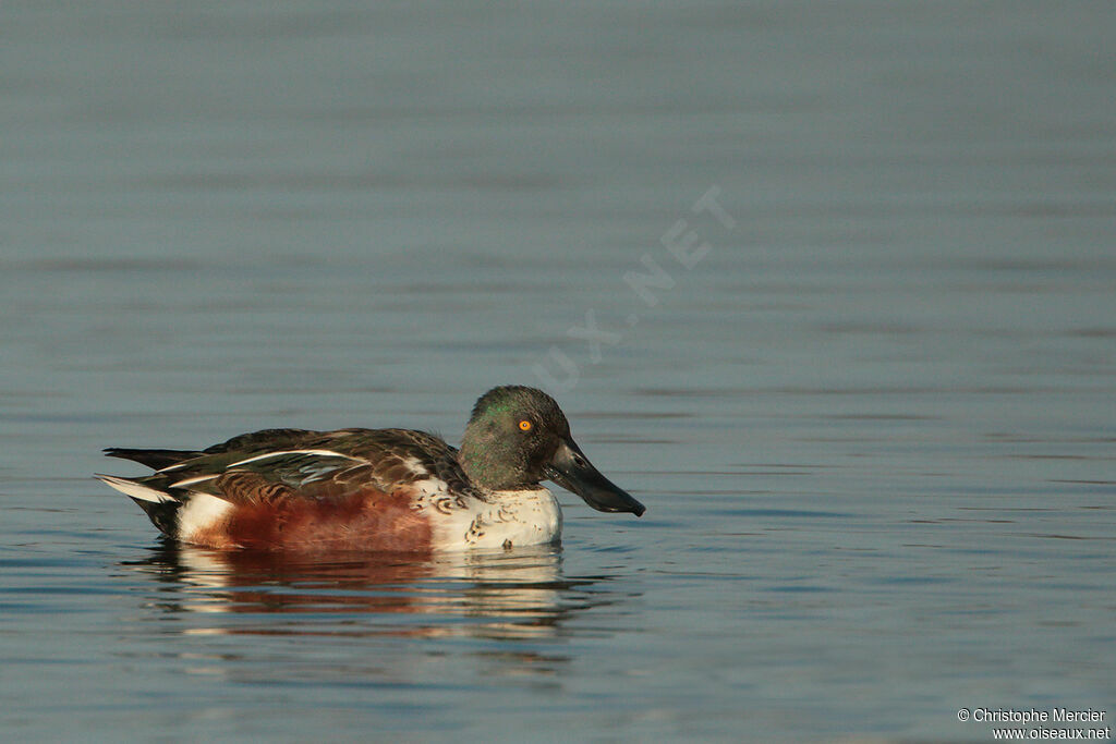 Canard souchet