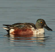 Canard souchet