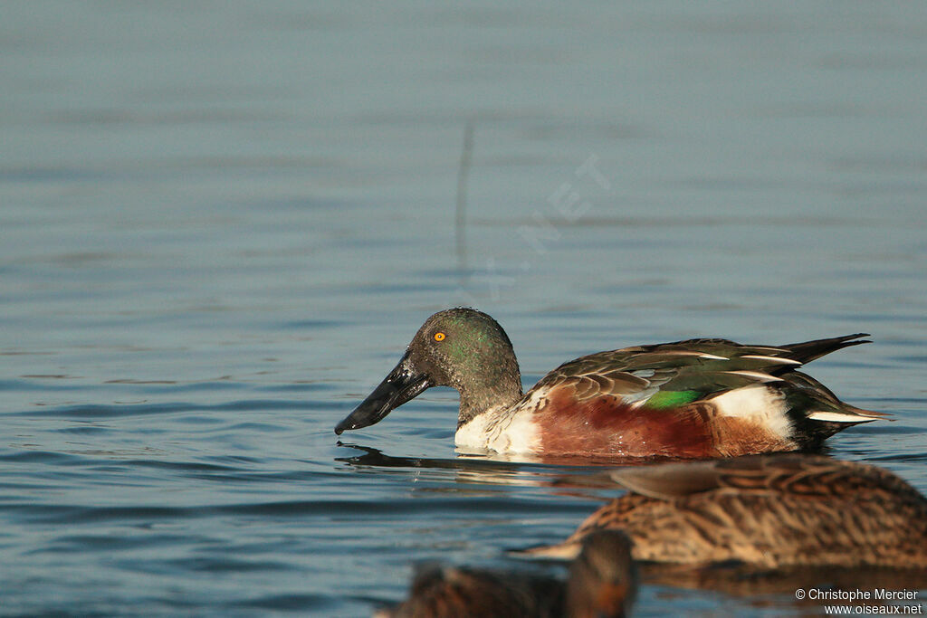 Canard souchet