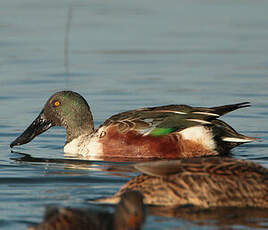 Canard souchet