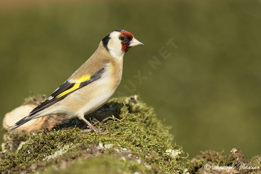 Chardonneret élégant