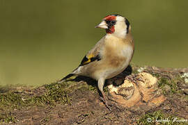 European Goldfinch