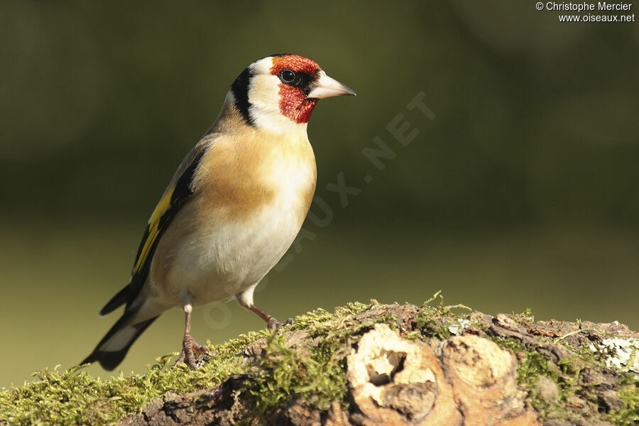 European Goldfinch