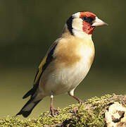 European Goldfinch