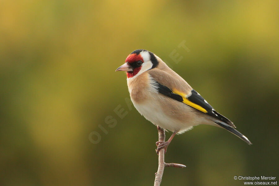 European Goldfinch