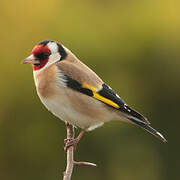 European Goldfinch