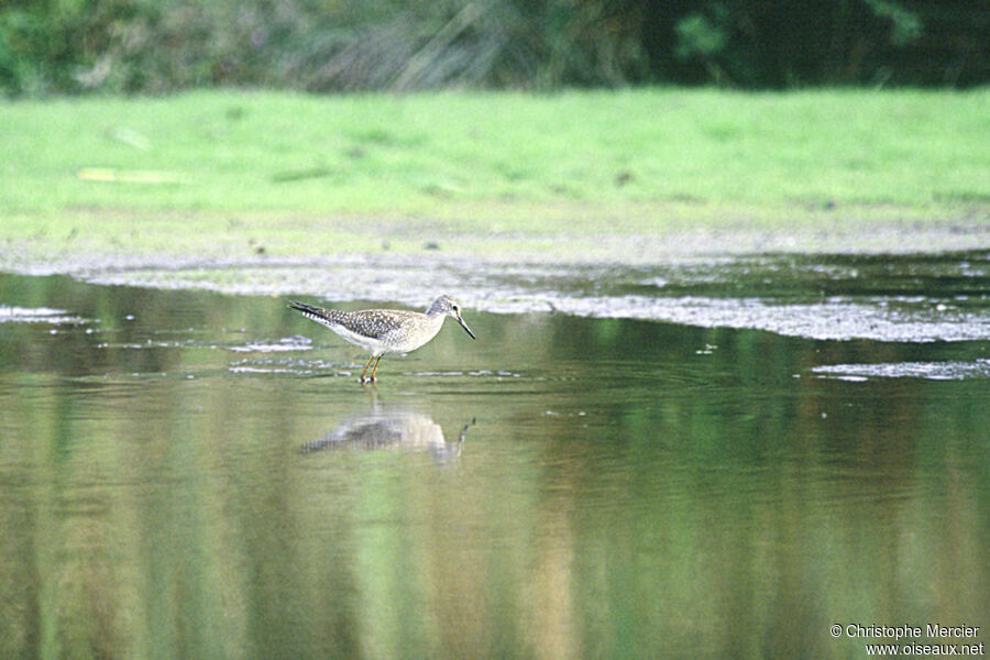 Lesser Yellowlegs