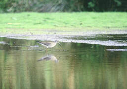 Lesser Yellowlegs