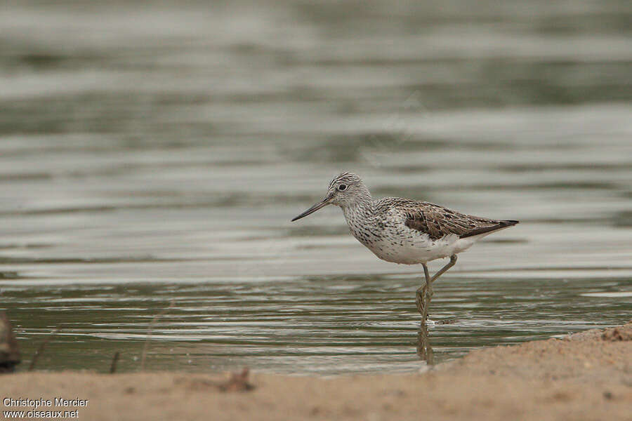 Common Greenshankadult breeding, identification